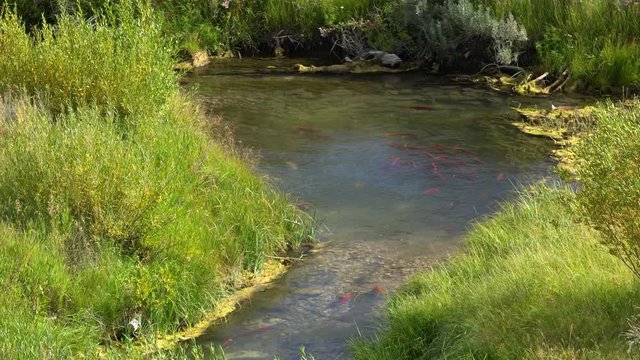 Spawning Kokanee Salmon swimming upstream in rocky bottom stream with grassy riverbanks