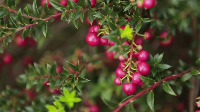 Autumn / Fall close up of red and green Bell's Seedling. evergreen shrubs with simple, leathery leaves and small, bell-shaped red flowers.