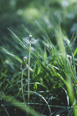 Dandelions