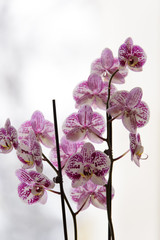 Orchid in winter window - 177265021