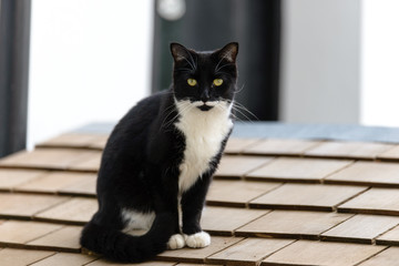 Cat on small roof - 177265228