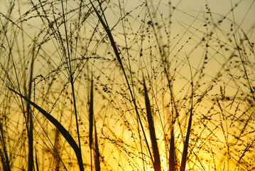 Wild Grass Silhouette Against Golden Hour Sky During Sunset