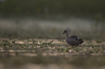 Indian spot billed duck