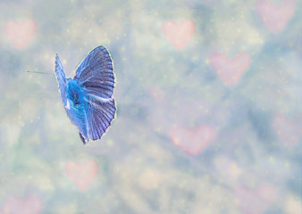 Common Blue butterfly. Macro. Background with Hearts