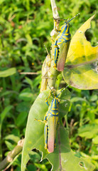 Painted Grasshoppers on a half eaten leaf of poisonous plant