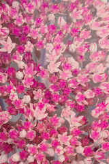 Background of pink Sedum Telephium