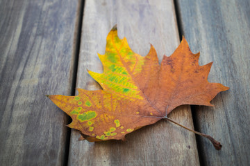 autumn leaf