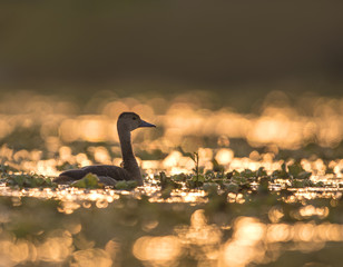 Lesser whistling duck