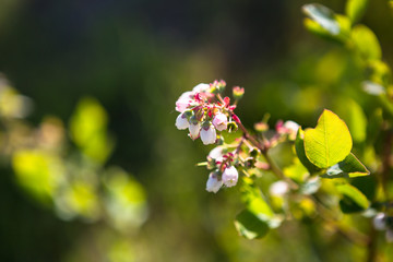 Blueberry bush with blossoms in early spring.