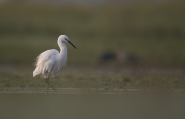 Little Egret