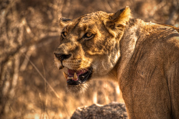 lion in Africa