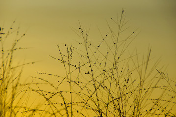 Wild Grass Silhouette Against Golden Hour Sky During Sunset