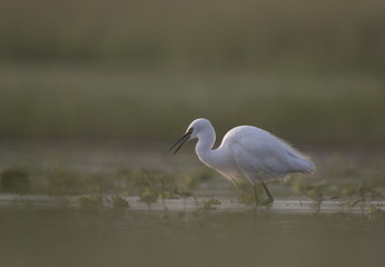 Little Egret