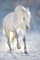 Obrazy na Plexi  Piękny biały koń biegający po śniegu