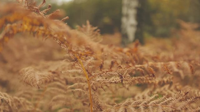 Autumn wild ferns sway gently in the woodland breeze. Abstract nature background with depth of field.