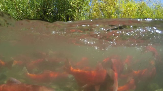 Spawning Kokanee Salmon school viewed in underwater and above water split view in rocky bottom stream with bushes