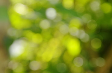 blurry light and plant in garden