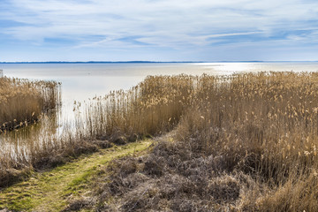 Fototapeta na wymiar backwater at baltic sea with reed grass in Usedom