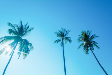 Obraz na płótnie Canvas blue sky with tree coconut and sunrise