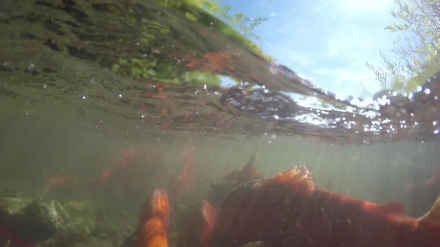 Spawning Kokanee Salmon school viewed underwater and above water in split view of stream with bushes on riverbank
