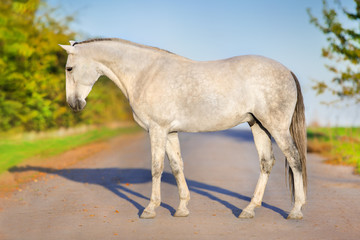 Obraz na płótnie Canvas White horse exterior