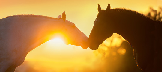 Silhouette de portrait de deux chevaux à la lumière du coucher du soleil