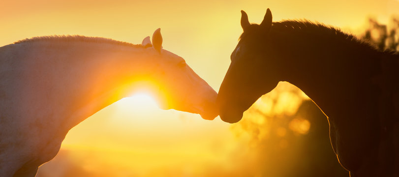 Two horse portrait silhouette at sunset light