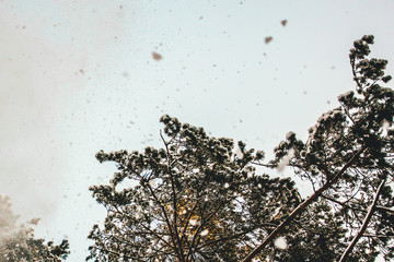 Snow falling from snowy pine trees. Blue sky on a background.
