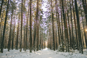 Frozen forest with snowy trees on a sunny day.