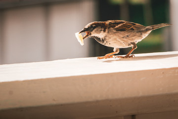 one sparrow sitting on a windowsill eats a piece of cheese