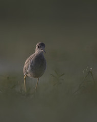 White Tailed Lapwing