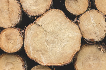 Stack of wood with annual rings