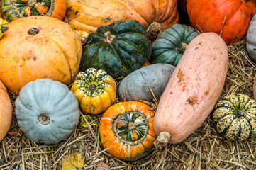 pumpkins