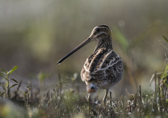 Common Snipe