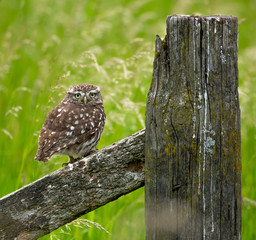 Little Owl (athene noctua) looking into the lens from a fence post.