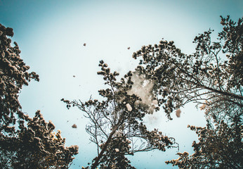 Snow falling from snowy pine trees. Blue sky on a background.