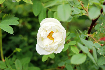 Flower of a white wild rose against a background of green grass