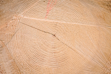 Fototapeta premium Stack of wood with annual rings