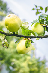 Three apples hanging from a branch surrounded by leaves on a sunny day