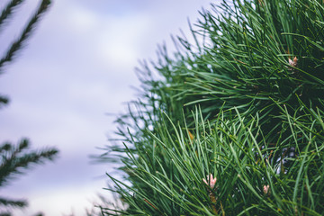 Close up of pine needles