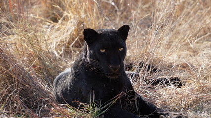 Black Leopard