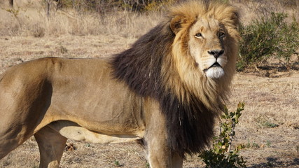 Lion