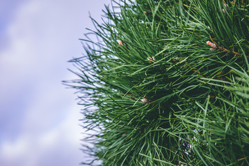 Close up of pine needles