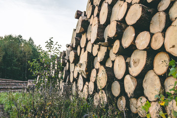 Pile of chopped wooden logs