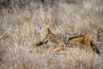 Black-backed jackal in Kruger National park, South Africa