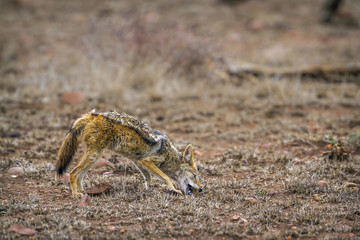 Black-backed jackal in Kruger National park, South Africa