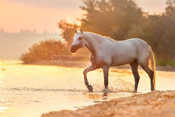 Obraz premium Biały koń w ruchu przez wodę z sprayem o różowym świcie