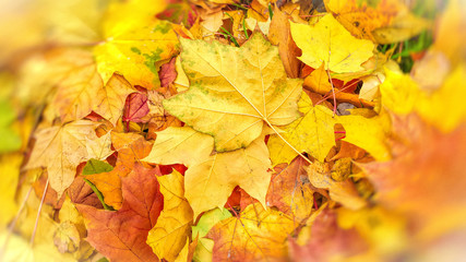 Naklejka na ściany i meble Bright autumn background from fallen leaves of maple