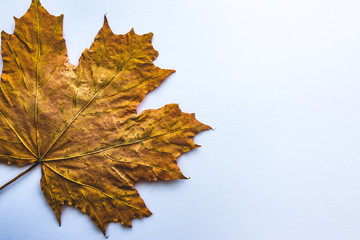 Yellow maple leaf on an isolated white cold background