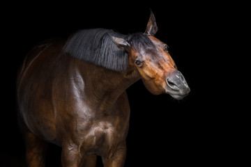 Bay horse ob black background